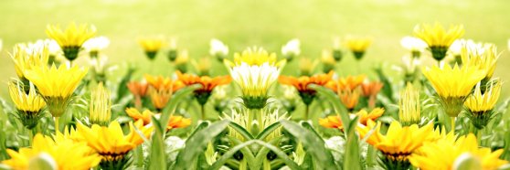 YELLOW-FLOWER-FIELD-GREENARY